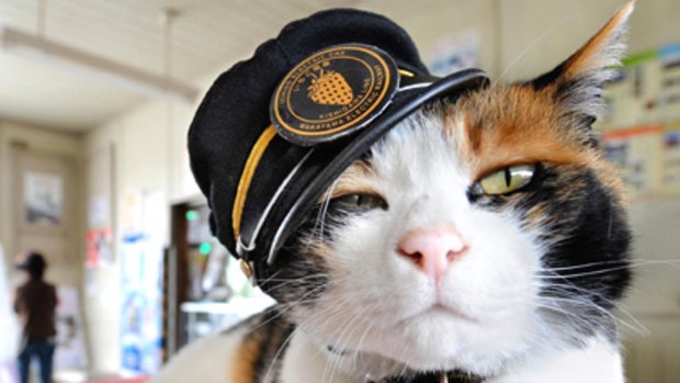 Nine-year-old female cat, Tama ... economic impact of 1.1 billion yen a year.