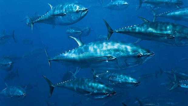 Clean Seas Tuna has warned it will have to write down the value of its southern bluefin tuna.
