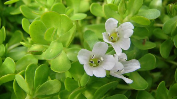 Helping herb &#8230; Bacopa monniera, or brahmi, is used in Indian ayurvedic medicine to aid memory.