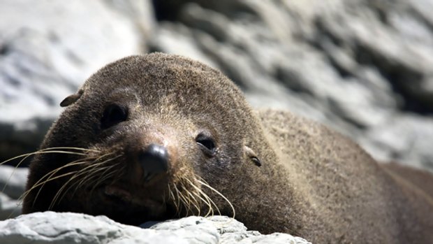 Of the sea ... a fur seal puppy lazes on the rocks.