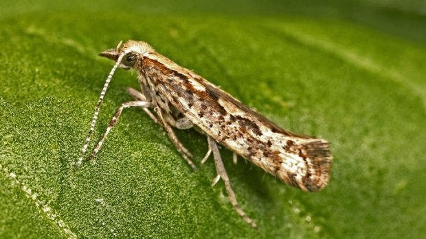 Evolutionary trick &#8230; scientists have cracked the diamondback moth's genetic code to reveal how it has become resistant to insecticides.