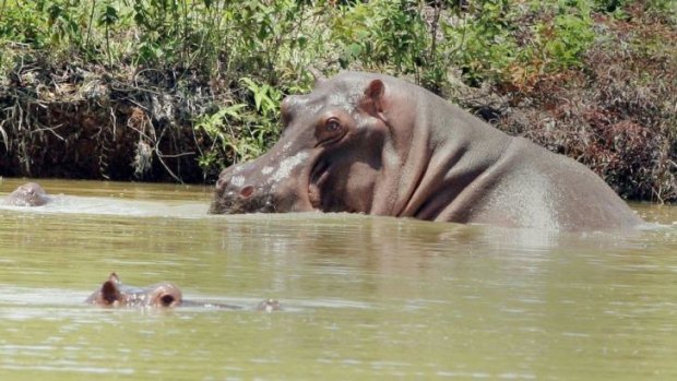 <i>El Colombiano</i> recently reported that children in a school near Hacienda Napoles are sharing a pond with the hippos.