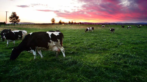 Say cheese: Agribusiness is big business, especially dairy products.
