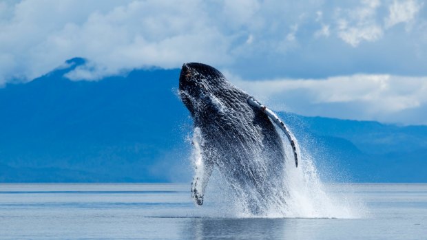 Experience whale watching and other wildlife marvels