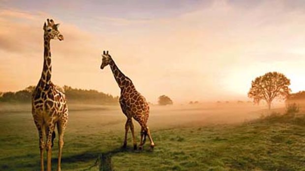 Wild outpost ... giraffes at dusk on the Kenyan savannah.