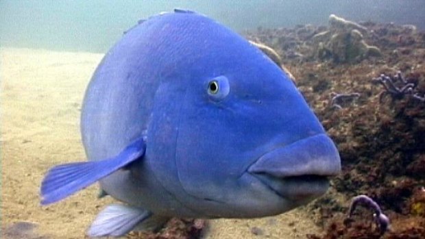 Battling: While swimming at Clovelly, Christa likes to check up on a little blue Groper. P