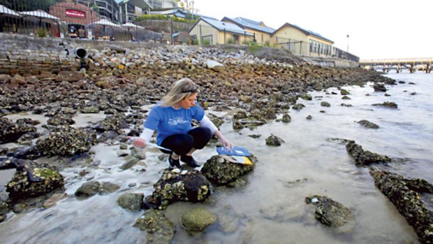 A quiet word in their shell-like ... Emma Thompson, of the Sydney Institute of Marine Science in Chowder Bay, tests oysters as part of her research on pollution detection.