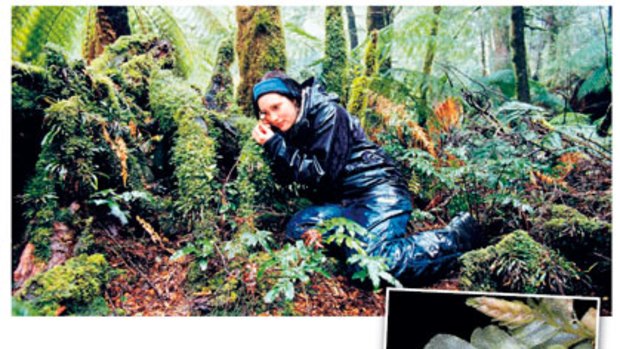 Rainforest Recovery's Marianne Worley (top) has discovered a rare liverwort species (above) surviving in areas devastated by the Black Saturday bushfires.