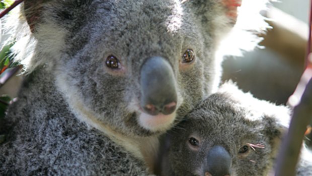 Vanishing ... there may be just 43,000 koalas left in Australia, says a new survey.