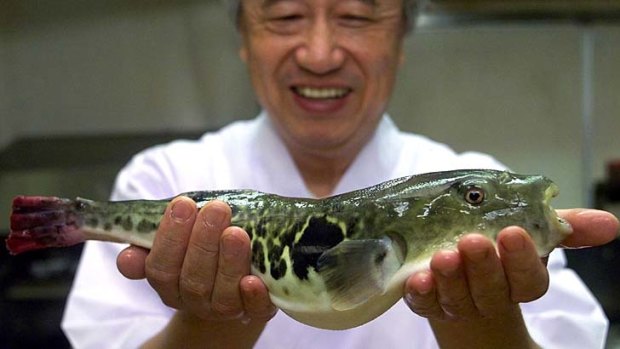 Deadly luxury ... a Shimonoseki restaurant owner with a pufferfish.
