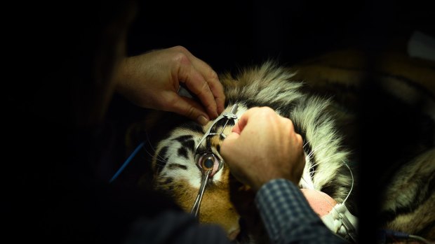 Opthalmologist Cameron Whittaker examines Indira the tiger under anaesthetic.