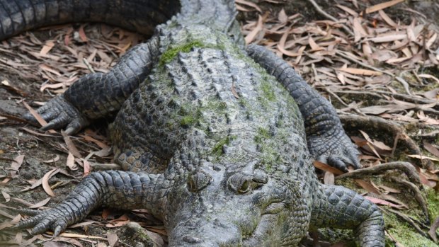 New research has examined infection treatment for crocodile attack victims at Cairns Hospital.