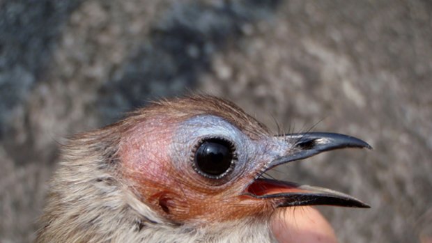 A "bald" bird, newly discovered in Laos, is Asia's first new species of bulbul, or songbird, in more than 100 years.