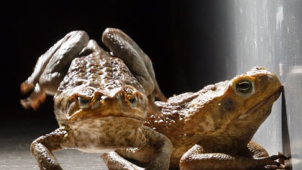 Unstoppable menace - the cane toad.