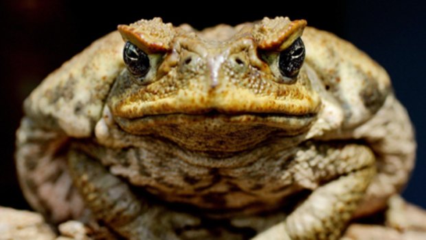 Kmart has sold 2500 Queensland palms like the one a cane toad hitched a ride in.