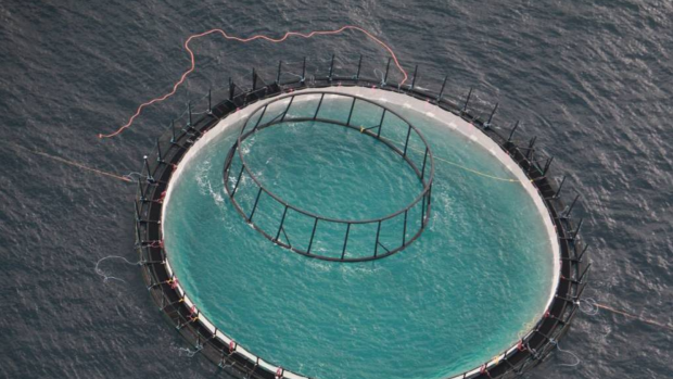 A file photo of the Huon Aquaculture and NSW Department of Primary Industry commercial-size yellowtail kingfish trial site off Port Stephens.