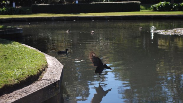 Nice weather...even for ducks. Sunny days made for pleasant conditions in Queen's Park.