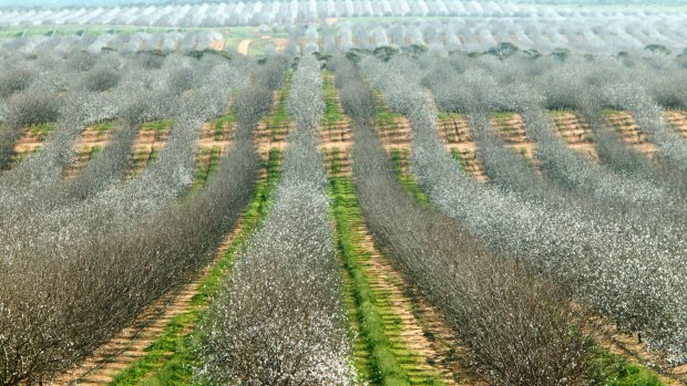 Vast almond orchards like this one in Victoria's north west are contributing to Australia's agriculture boom.