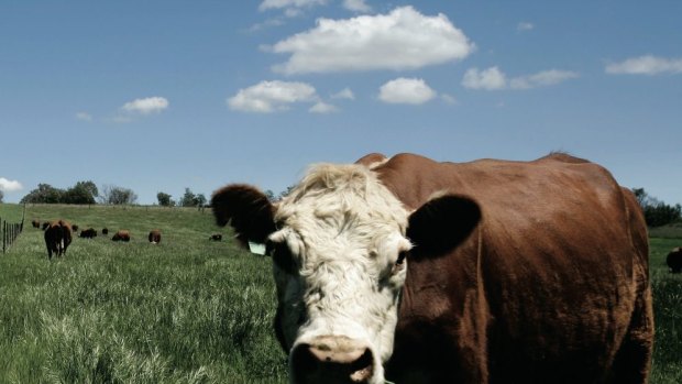 Thousands of head of cattle are stolen every year in Queensland for their meat or breeding.