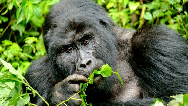 Mountain silverback gorilla in Bwindi Impenetrable Forest, Uganda.