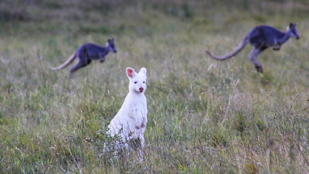 A standout ... one of the albino wallaroos that has been spotted at Wolgan Valley in the Blue Mountains.