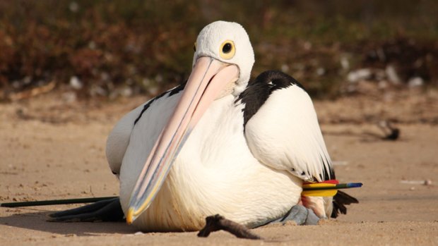A pelican found injured after being shot with an arrow.