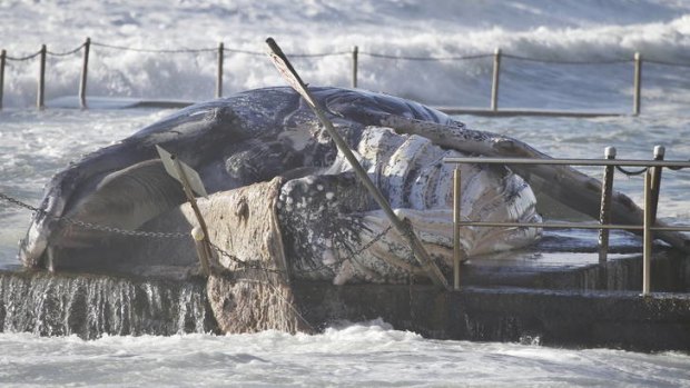 Washed up ... the dead whale at Newport Beach.