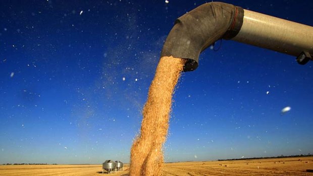 Tumbling down: GrainCorp shares have dropped 20 per cent.