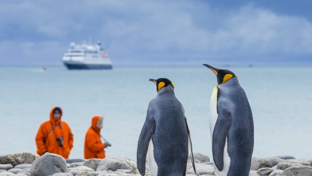 King Penguins in the Salisbury Plains, South Georgia, Antarctica. 