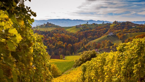 Autumn vineyards in southern Styria.