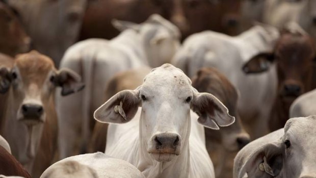 A short ban ... livestock export to Indonesia will  resume.