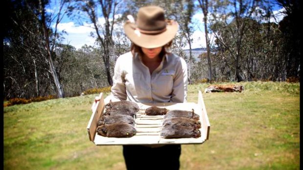 Karen Rowe with rats she collected in the Alpine high country.