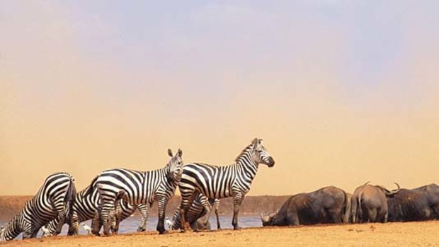 With pride... wildlife at a Tsavo watering hole.