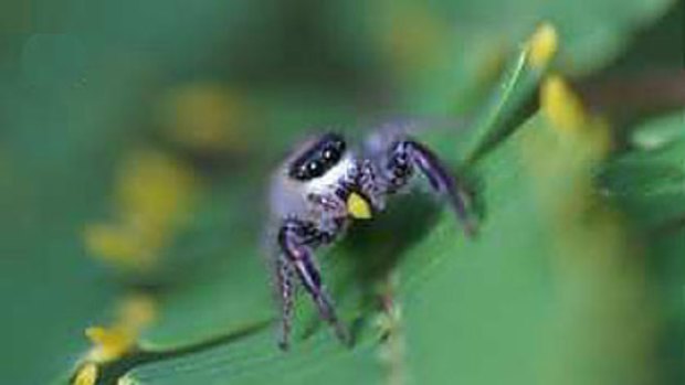 A <I>Bagheera Kiplingi</i>, the world's first predominantly vegetarian spider.