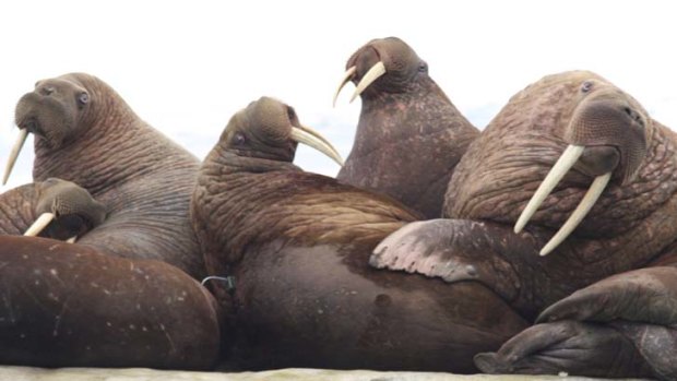 Recovering ... but rising populations of some animals, including walruses, have not returned to historical levels.