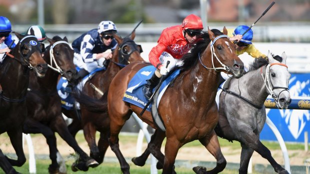 Unfinished symphony: Glen Boss teams up with Gold Symphony at Caulfield last month.  Tommy Berry takes the ride on Saturday.