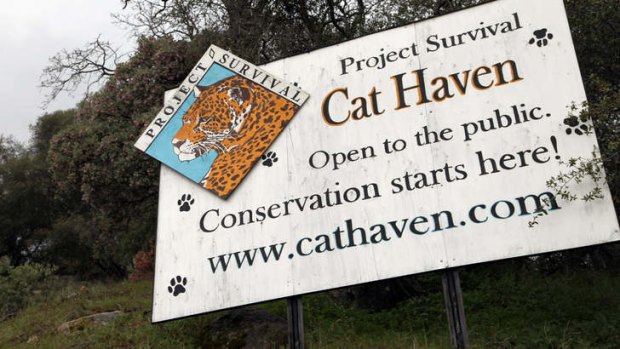 Cat Haven ... a female volunteer intern was killed by a lion.
