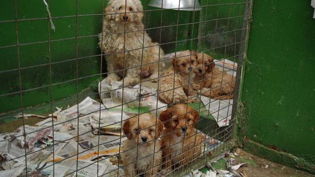 RSPCA has condemned proposed changes to breeding business rules.
