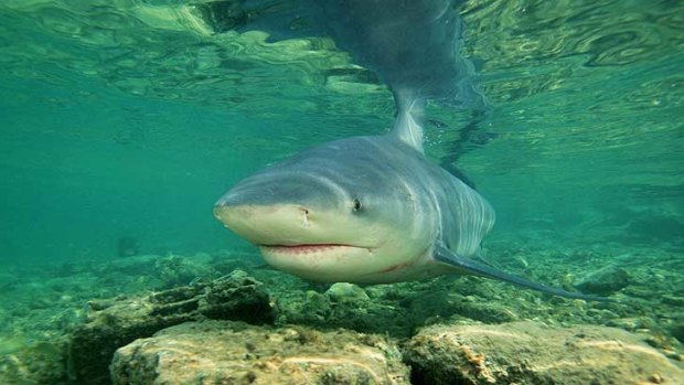 Along with the great white and tiger sharks, the bull shark has a reputation for being dangerous.