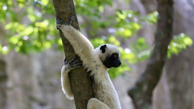 Madagascar travel: The pinnacle of wildlife tourism