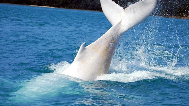 A white whale at play in the Whitsundays.