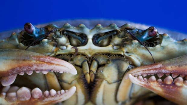 Mud crabs were among the illegal catches seized in Queensland in 2013.