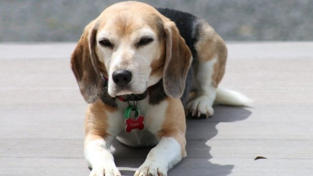 Rosie the beagle died after ingesting a cake made using xylitol. 