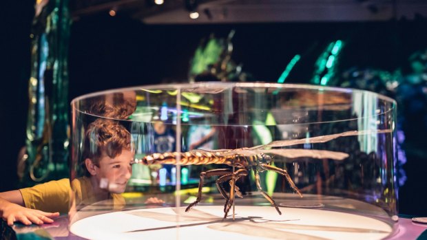 A young boy marvels at a model of a griffinfly, an ancient dragonfly relative with a 70-centimetre wingspan.