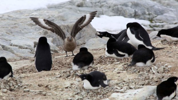 The penguins react as a skua tries to snag an egg.
