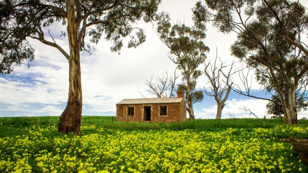 Auburn, Clare Valley, SA.