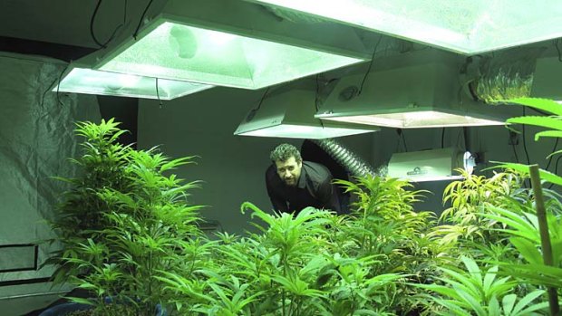 Cash crop ... Jason, of the Academy of Cannabis Culture and Technology in Seattle, Washington, with plants grown legally for research and medical purposes.