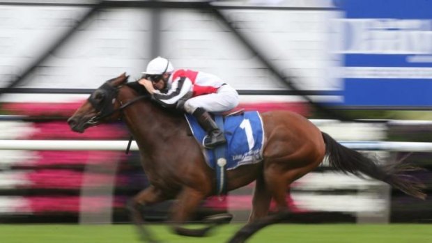 Everything right: Gypsy Diamond tackles the group1 Queen Of The Turf at Randwick on Saturday.