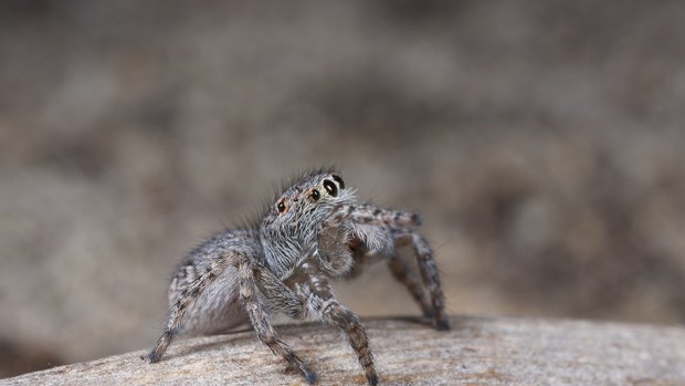 A female Maratus harrisi.