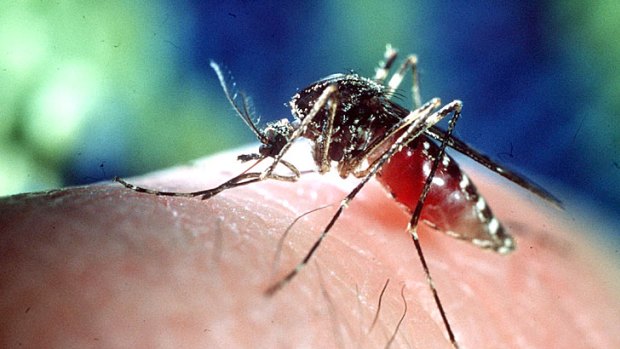Chickens are being used to track a deadly mosquito-borne virus that has already killed two people.